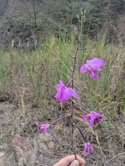 Epidendreae