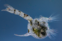 Hemigrapsus oregonensis