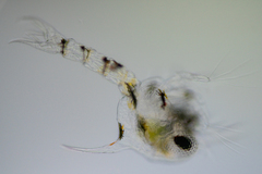 Hemigrapsus oregonensis