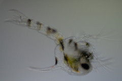 Hemigrapsus oregonensis