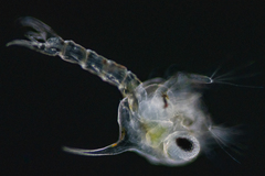 Hemigrapsus oregonensis