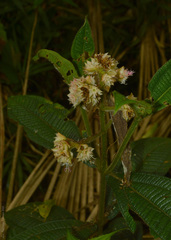 Miconia melastomoides