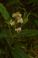 Miconia melastomoides