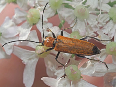 Anogcodes melanurus
