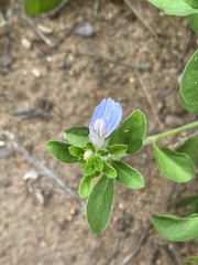 Justicia petiolaris