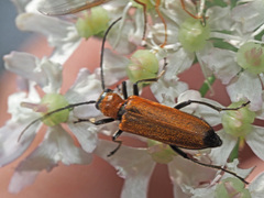 Anogcodes melanurus