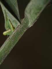 Hierodula tenuidentata