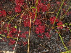 Drosera slackii