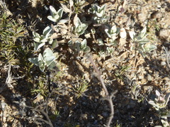 Atriplex leucophylla