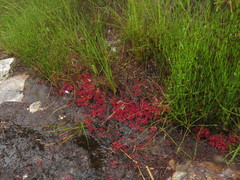 Drosera slackii