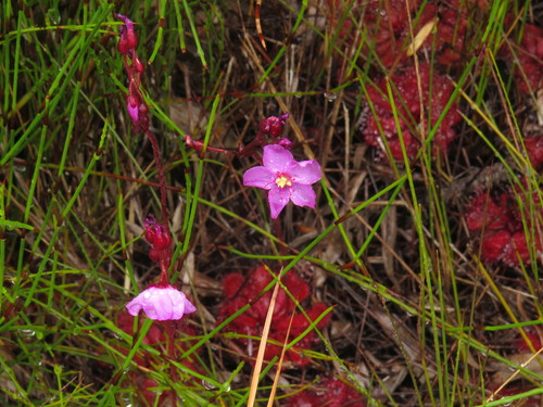 Red sundew (Drosera slackii)