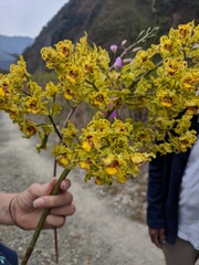 Cyrtopodium virescens