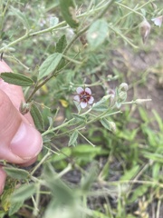 Hermannia glanduligera