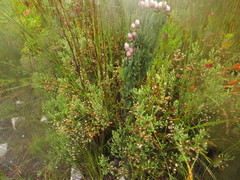 Erica cumuliflora