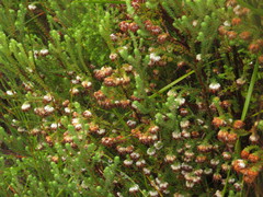 Erica cumuliflora