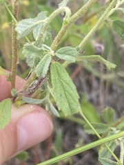 Hermannia glanduligera