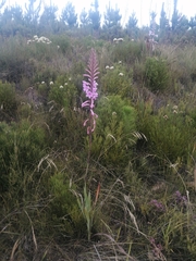 Watsonia knysnana