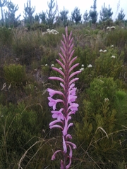 Watsonia knysnana
