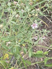 Hermannia glanduligera