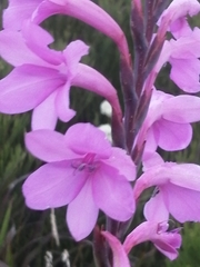 Watsonia knysnana
