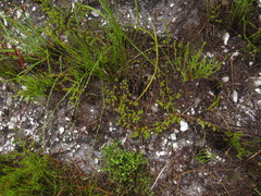 Aspalathus batodes spinulifolia