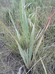 Watsonia knysnana