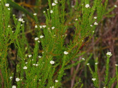 Phylica disticha