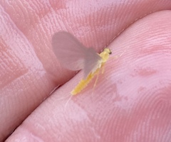 Ephemerella dorothea