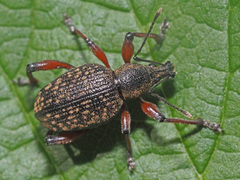 Dodecastichus geniculatus