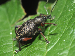 Dodecastichus geniculatus