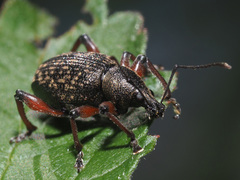 Dodecastichus geniculatus