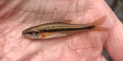 Clinostomus funduloides