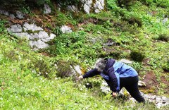 Erythronium montanum