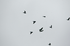 Columba livia domestica