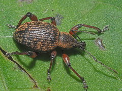 Dodecastichus geniculatus