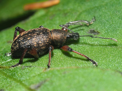 Dodecastichus geniculatus