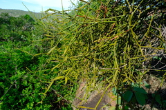 Viscum combreticola