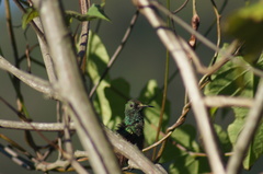 Saucerottia beryllina
