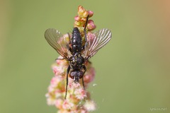 Acyglossa atramentaria