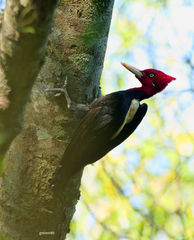 Cream-Backed Woodpecker photo 2