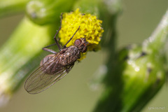 Anthomyiidae