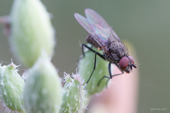 Anthomyiidae