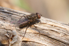 Anthomyiidae