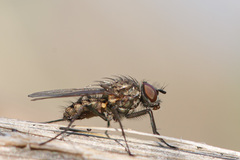 Anthomyiidae