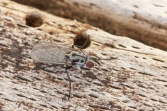 Eustalomyia hilaris