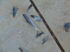 Passer domesticus balearoibericus