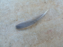 Passer domesticus balearoibericus