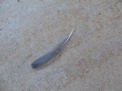 Passer domesticus balearoibericus