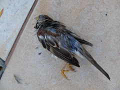 Passer domesticus balearoibericus