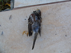 Passer domesticus balearoibericus